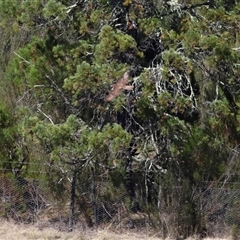 Falco berigora at Strathnairn, ACT - 10 Oct 2024 10:58 AM