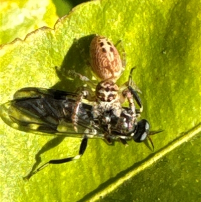 Opisthoncus sexmaculatus (Six-marked jumping spider) at Aranda, ACT - 10 Oct 2024 by Jubeyjubes