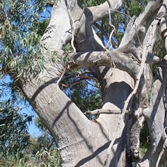 Eucalyptus (genus) (A Gum Tree) at Anabranch South, NSW - 17 Feb 2023 by MB