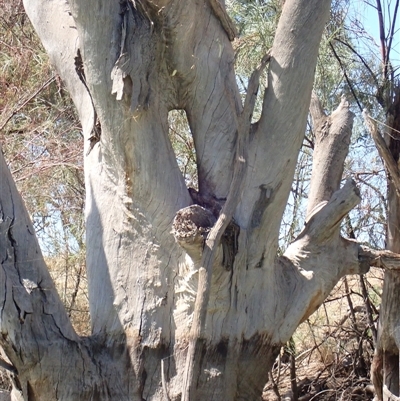 Eucalyptus (genus) (A Gum Tree) at Anabranch South, NSW - 17 Feb 2023 by MB