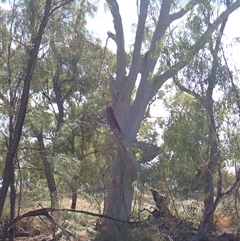 Eucalyptus (genus) (A Gum Tree) at Anabranch South, NSW - 17 Feb 2023 by MB