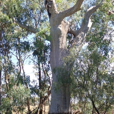Eucalyptus (genus) (A Gum Tree) at Anabranch South, NSW - 17 Feb 2023 by MB