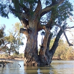 Eucalyptus (genus) (A Gum Tree) at Wentworth, NSW - 18 Feb 2023 by MB