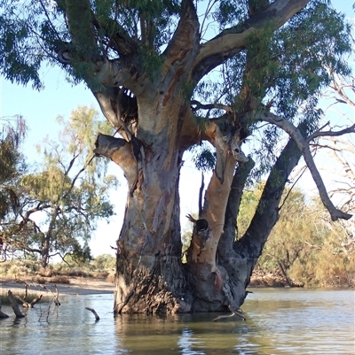 Eucalyptus (genus) (A Gum Tree) at Wentworth, NSW - 18 Feb 2023 by MB