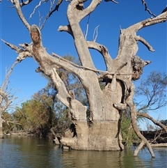 Eucalyptus (genus) (A Gum Tree) at Wentworth, NSW - 18 Feb 2023 by MB