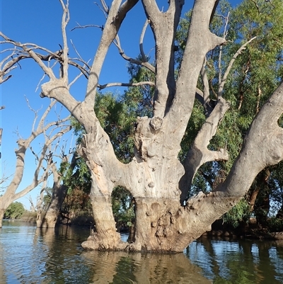 Eucalyptus (genus) (A Gum Tree) at Anabranch South, NSW - 18 Feb 2023 by MB