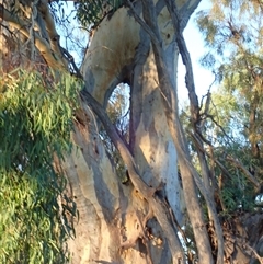Eucalyptus (genus) (A Gum Tree) at Anabranch South, NSW - 18 Feb 2023 by MB