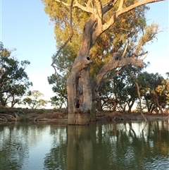 Eucalyptus (genus) (A Gum Tree) at Anabranch South, NSW - 18 Feb 2023 by MB