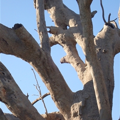 Eucalyptus (genus) (A Gum Tree) at Wentworth, NSW - 18 Feb 2023 by MB