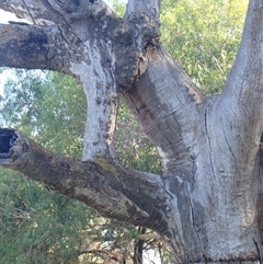 Eucalyptus (genus) (A Gum Tree) at Wentworth, NSW - 18 Feb 2023 by MB