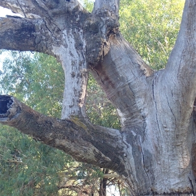 Eucalyptus (genus) (A Gum Tree) at Wentworth, NSW - 18 Feb 2023 by MB
