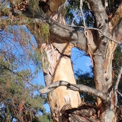 Eucalyptus (genus) (A Gum Tree) at Wentworth, NSW - 18 Feb 2023 by MB