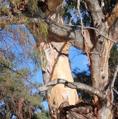 Eucalyptus sp. (A Gum Tree) at Wentworth, NSW - 17 Feb 2023 by MB