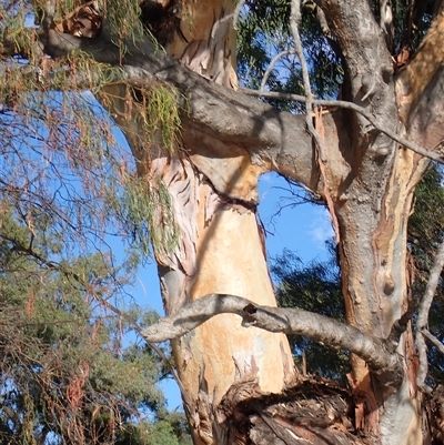 Eucalyptus (genus) (A Gum Tree) at Wentworth, NSW - 18 Feb 2023 by MB