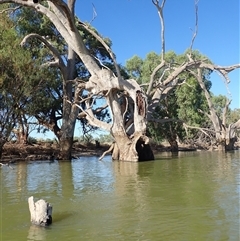 Eucalyptus (genus) (A Gum Tree) at Wentworth, NSW - 18 Feb 2023 by MB