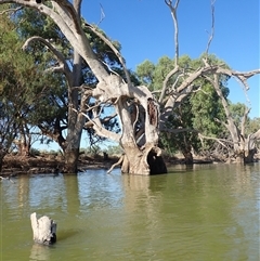 Eucalyptus sp. (A Gum Tree) at Wentworth, NSW - 17 Feb 2023 by MB