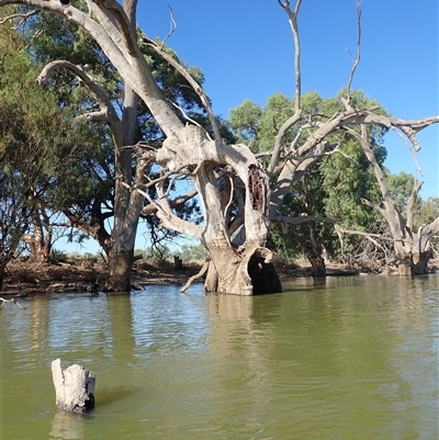 Eucalyptus (genus) (A Gum Tree) at Wentworth, NSW - 18 Feb 2023 by MB