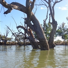 Eucalyptus (genus) (A Gum Tree) at Wentworth, NSW - 18 Feb 2023 by MB