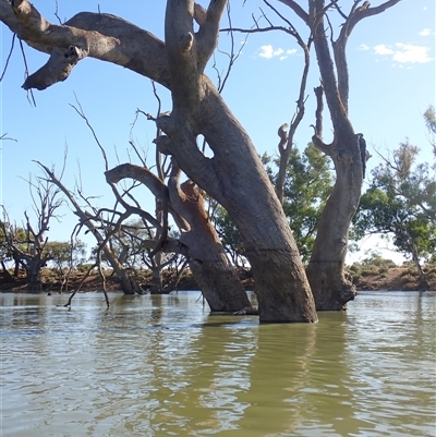 Eucalyptus (genus) (A Gum Tree) at Wentworth, NSW - 18 Feb 2023 by MB