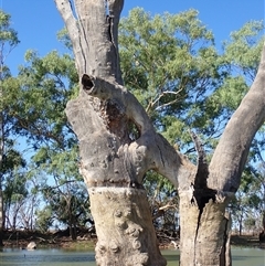 Eucalyptus (genus) (A Gum Tree) at Wentworth, NSW - 18 Feb 2023 by MB