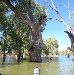 Eucalyptus sp. (A Gum Tree) at Wentworth, NSW - 17 Feb 2023 by MB