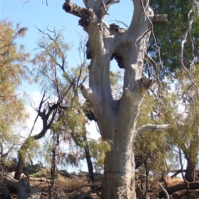 Eucalyptus sp. (A Gum Tree) at Wentworth, NSW - 17 Feb 2023 by MB