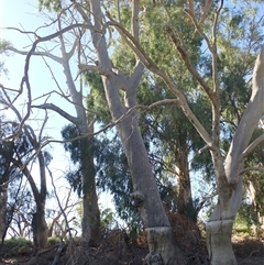 Eucalyptus (genus) (A Gum Tree) at Anabranch South, NSW - 18 Feb 2023 by MB