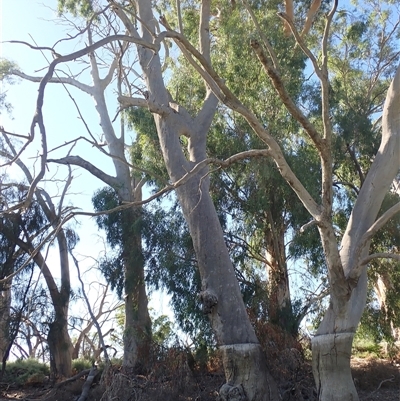 Eucalyptus (genus) (A Gum Tree) at Anabranch South, NSW - 18 Feb 2023 by MB