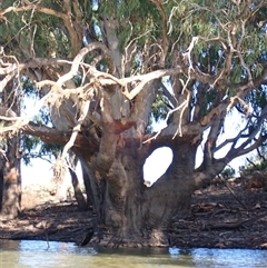 Eucalyptus (genus) (A Gum Tree) at Wentworth, NSW - 19 Feb 2023 by MB