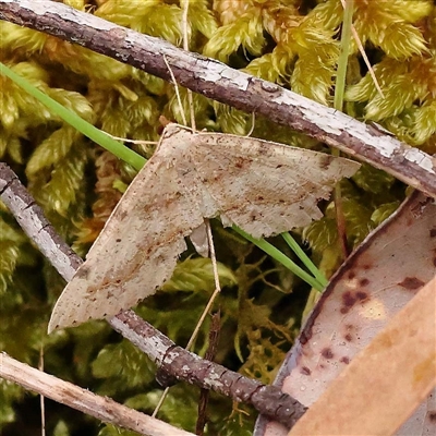 Taxeotis (genus) (Unidentified Taxeotis geometer moths) at Alexandra, VIC - 4 Oct 2024 by ConBoekel