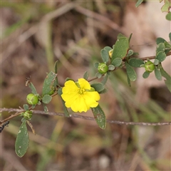 Hibbertia obtusifolia (Grey Guinea-flower) at Alexandra, VIC - 4 Oct 2024 by ConBoekel