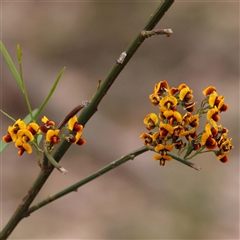 Daviesia leptophylla (Slender Bitter Pea) at Alexandra, VIC - 4 Oct 2024 by ConBoekel