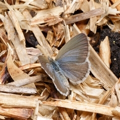 Zizina otis (Common Grass-Blue) at Downer, ACT - 19 Oct 2024 by RobertD