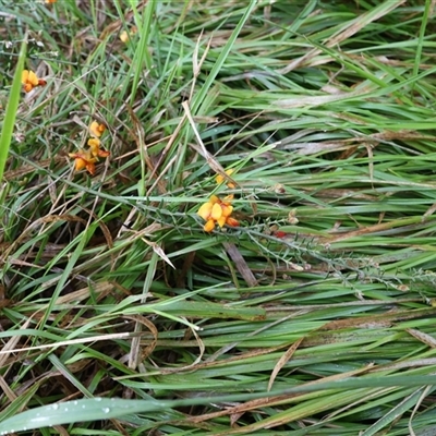 Mirbelia oxylobioides (Mountain Mirbelia) at Lyons, ACT - 19 Oct 2024 by ran452