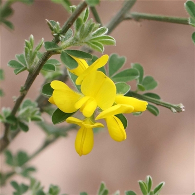 Genista monspessulana (Cape Broom, Montpellier Broom) at Alexandra, VIC - 4 Oct 2024 by ConBoekel