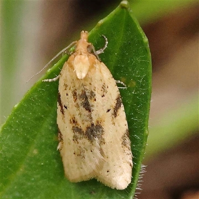 Merophyas divulsana (Lucerne Leafroller) at Alexandra, VIC - 4 Oct 2024 by ConBoekel