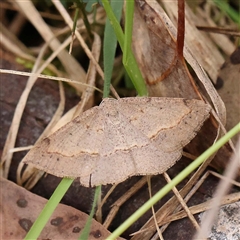 Taxeotis perlinearia (Spring Taxeotis) at Alexandra, VIC - 4 Oct 2024 by ConBoekel