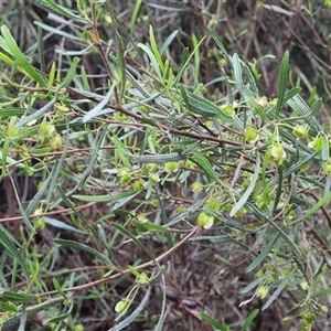 Dodonaea viscosa at Lyons, ACT - 19 Oct 2024 10:48 AM