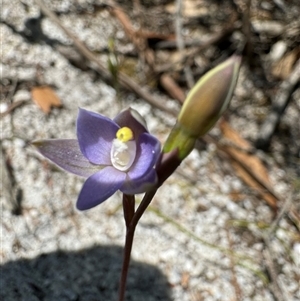 Thelymitra (genus) at Yanakie, VIC - suppressed