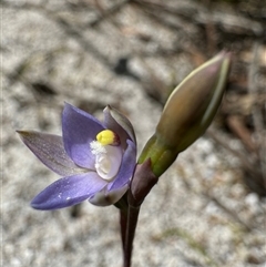Thelymitra (genus) at Yanakie, VIC - suppressed