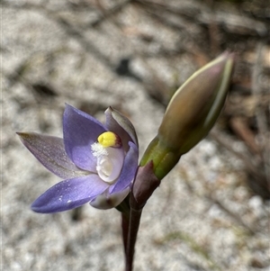 Thelymitra (genus) at Yanakie, VIC - suppressed