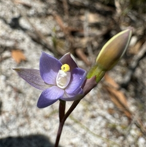 Thelymitra (genus) at Yanakie, VIC - suppressed