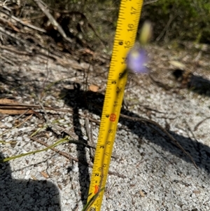 Thelymitra (genus) at Yanakie, VIC - suppressed