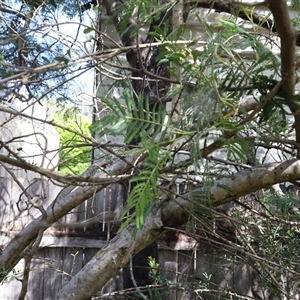 Acacia mearnsii at Lyons, ACT - 19 Oct 2024