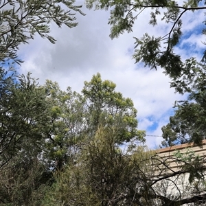 Acacia mearnsii at Lyons, ACT - 19 Oct 2024