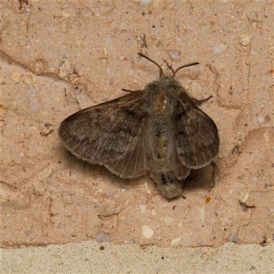 Pernattia pusilla (She-Oak Moth) at Harrison, ACT - 17 Oct 2024 by DPRees125