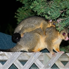 Trichosurus vulpecula (Common Brushtail Possum) at Harrison, ACT - 17 Oct 2024 by DPRees125