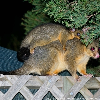 Trichosurus vulpecula (Common Brushtail Possum) at Harrison, ACT - 17 Oct 2024 by DPRees125