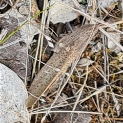 Unidentified Grasshopper, Cricket or Katydid (Orthoptera) at Fadden, ACT - 19 Oct 2024 by Mike