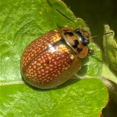 Paropsisterna decolorata (A Eucalyptus leaf beetle) at Adaminaby, NSW - 18 Oct 2024 by Magpie4